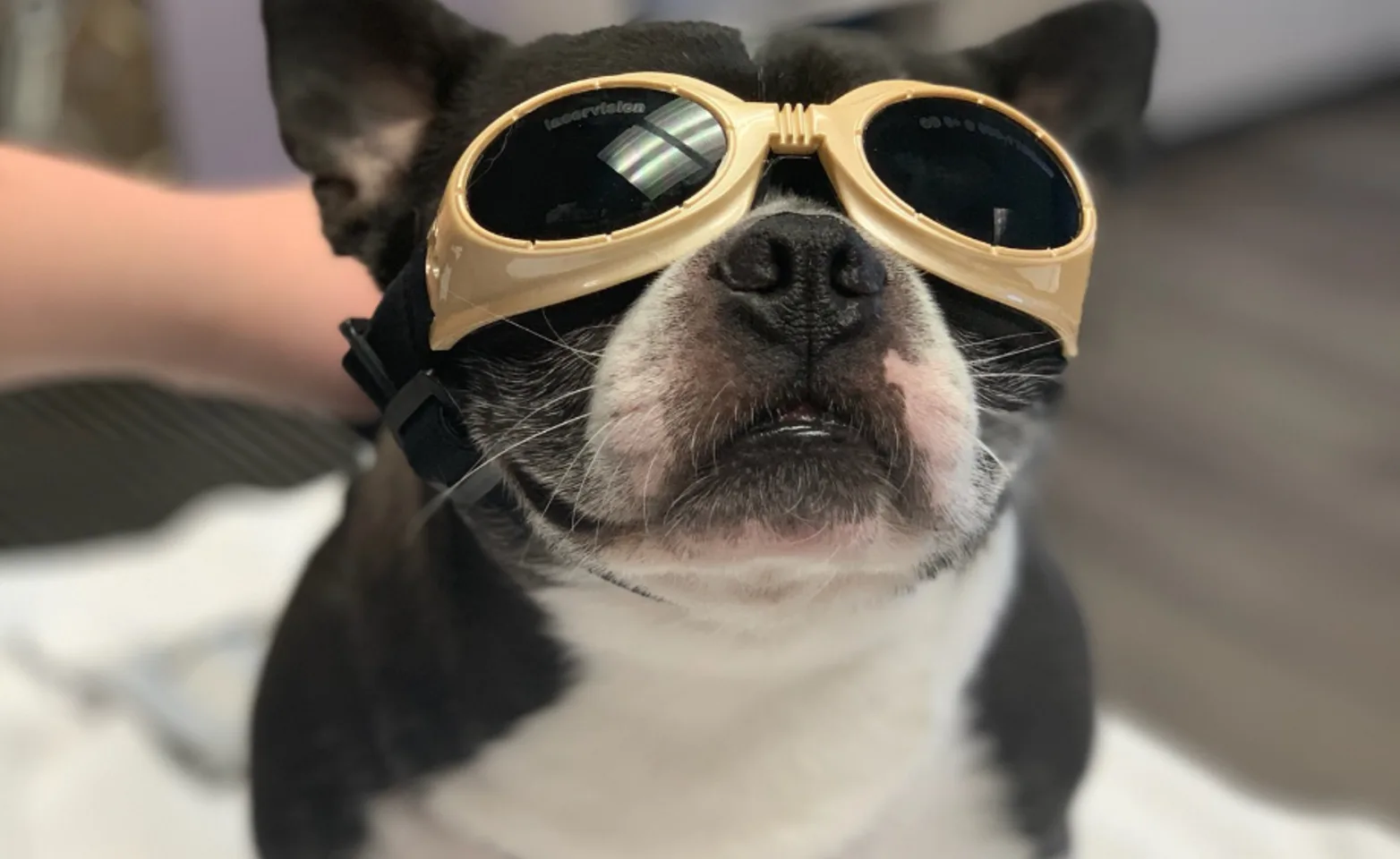 Black and white dog with tan goggles on